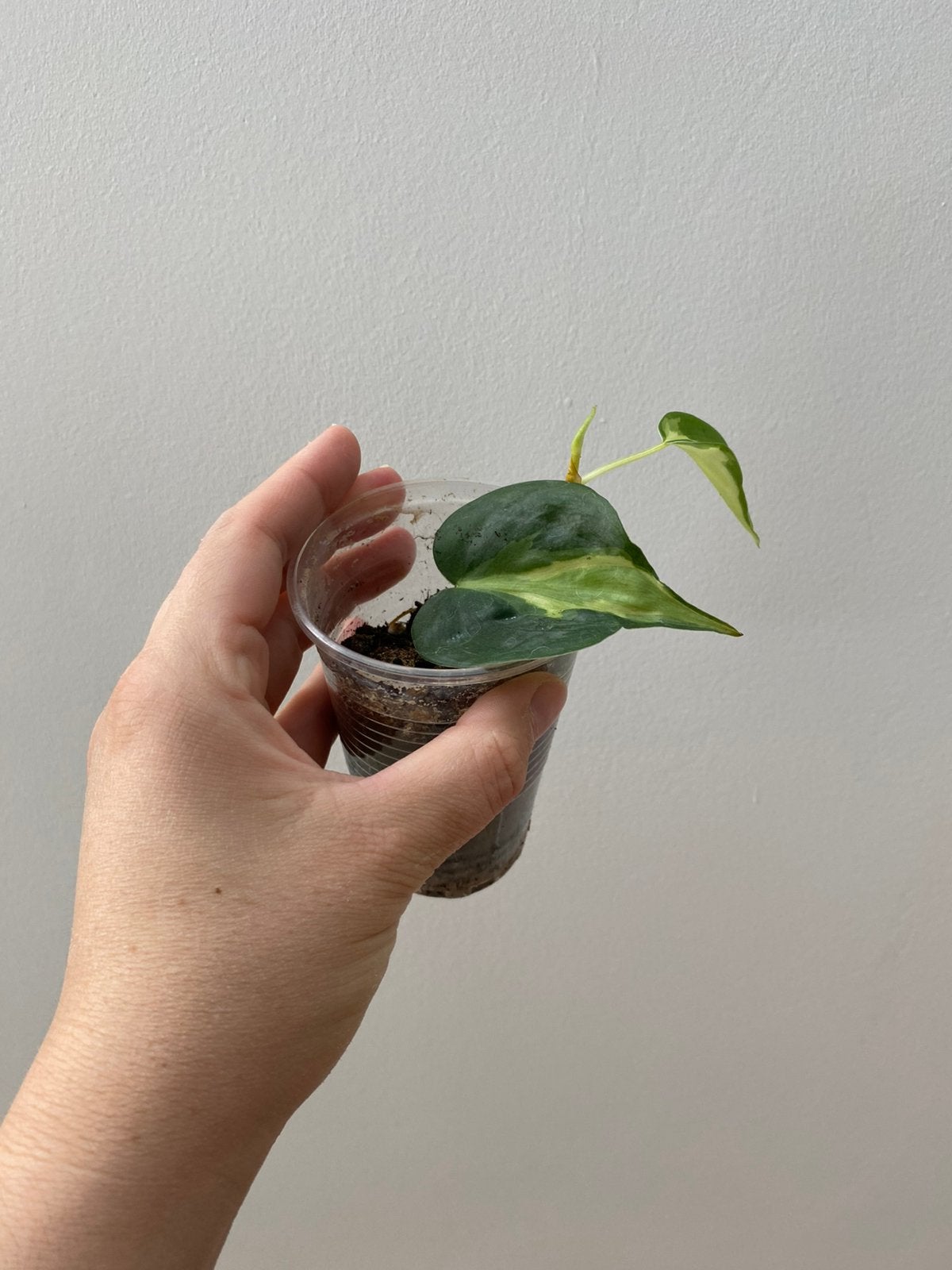 Philodendron cream splash, Enlèvement ou Envoi
