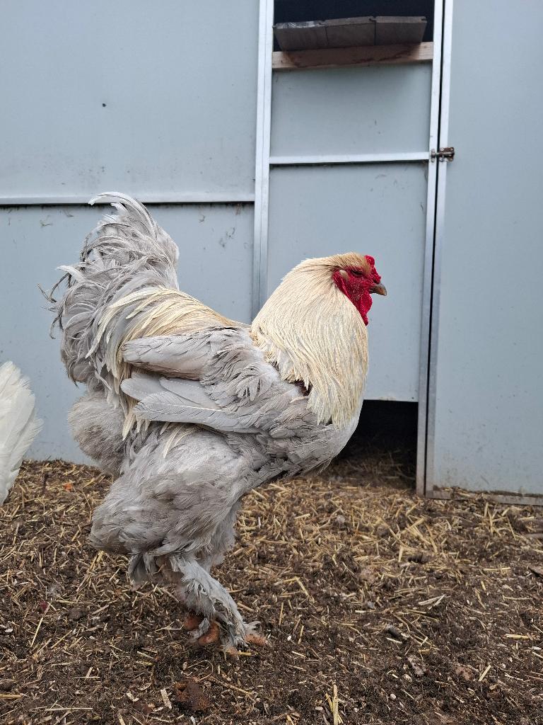 Trio Brahma isabelpatrijs, Meerdere dieren, Kip