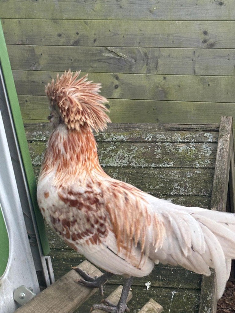 Gratis sier haan, Dieren en Toebehoren, Mannelijk, Kip