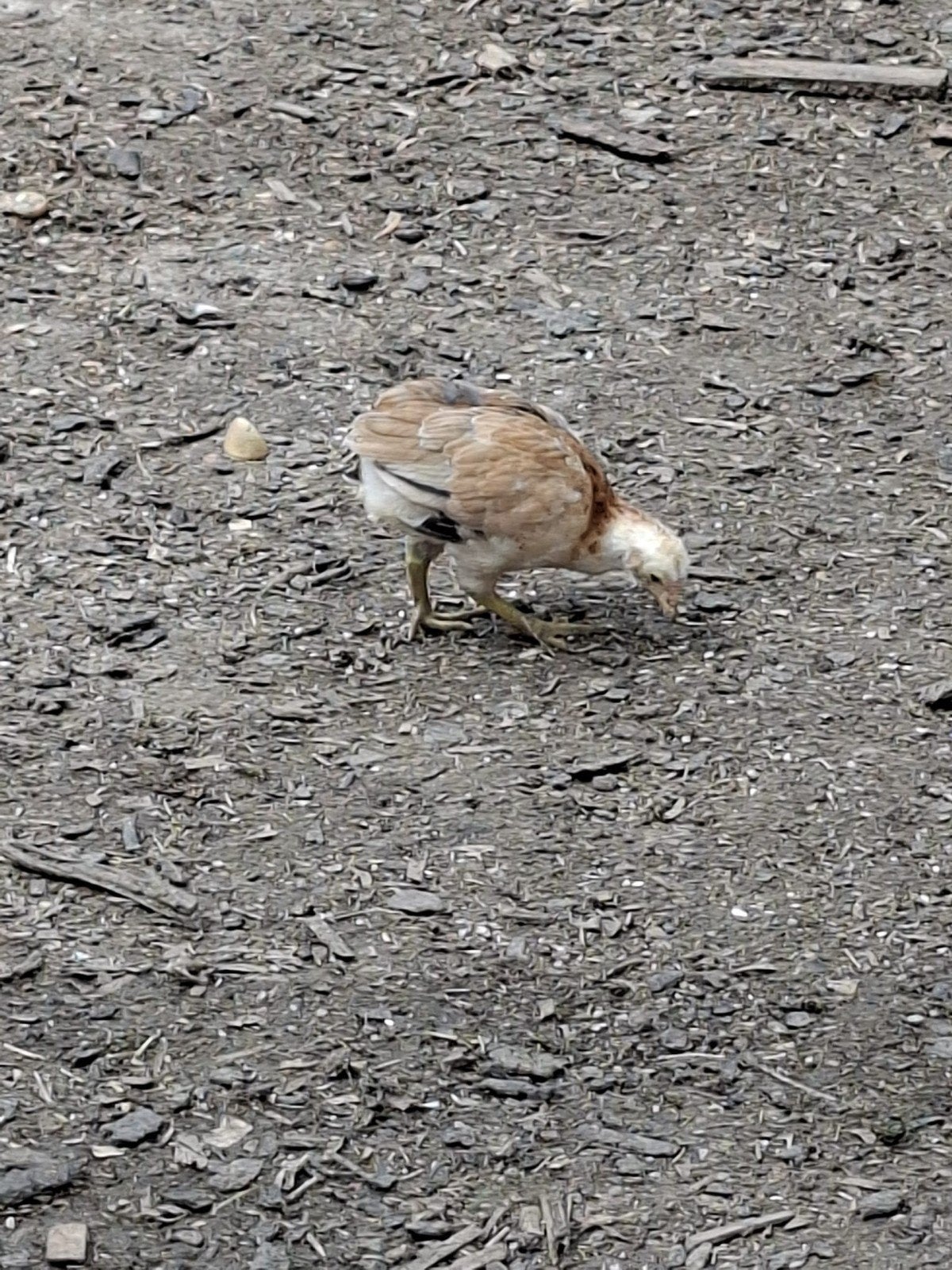 Araucana tarwe bolstaart hen.
