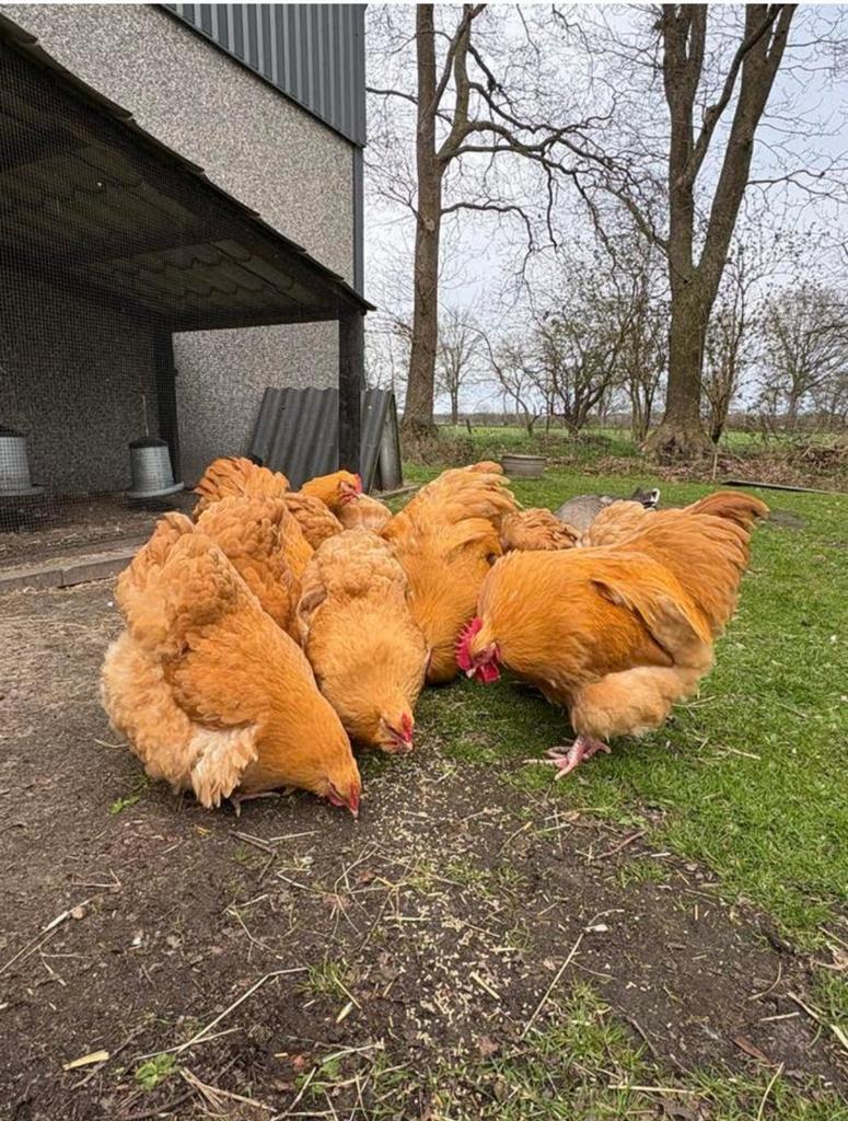 Orpington kuikens beschikbaar, Dieren en Toebehoren, Pluimvee
