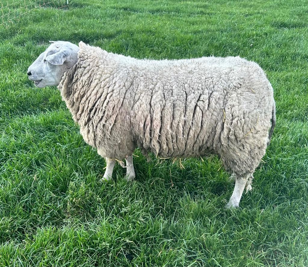 Ram texel