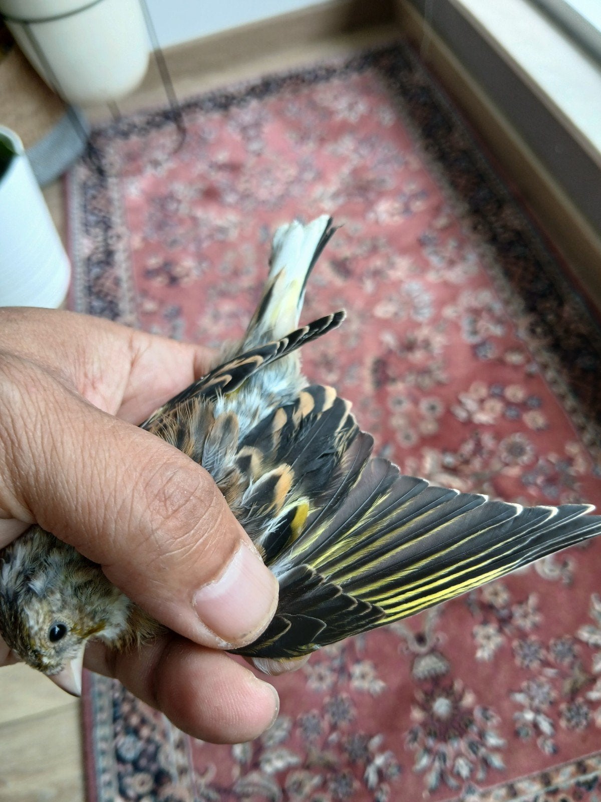 kruising carduelis-putter man en kanarie waterslager pop