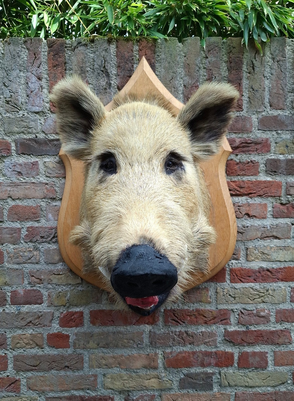 opgezette kop zwijn groot taxidermie schedel jacht gewei, Verzamelen, Dierenverzamelingen, Gewei of Kop, Wild dier, Ophalen