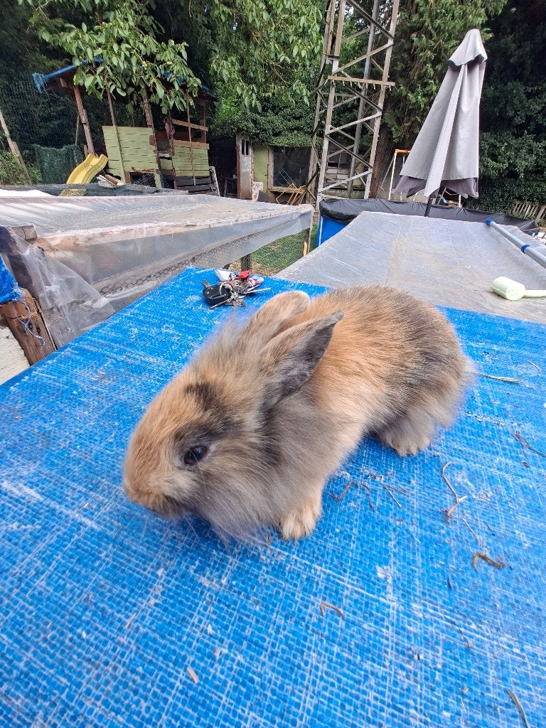 Konijntjes teddy, Dieren en Toebehoren, Konijnen, Vrouwelijk, Klein, 0 tot 2 jaar