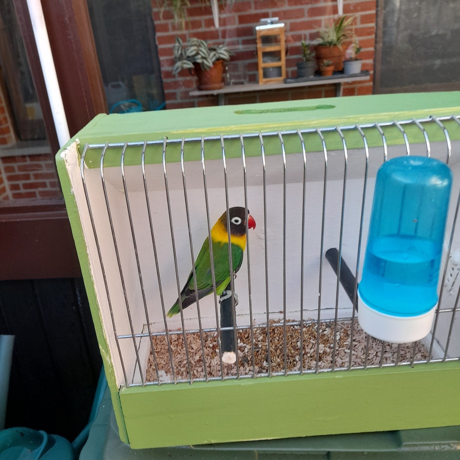 vogels, Dieren en Toebehoren