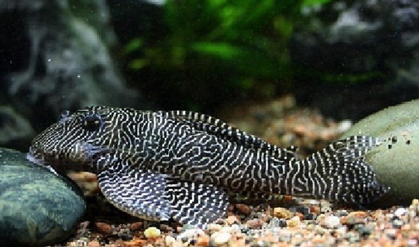 L260 Queen Arabesque Pleco man, Dieren en Toebehoren, Vissen | Aquariumvissen, Vis, Zoetwatervis