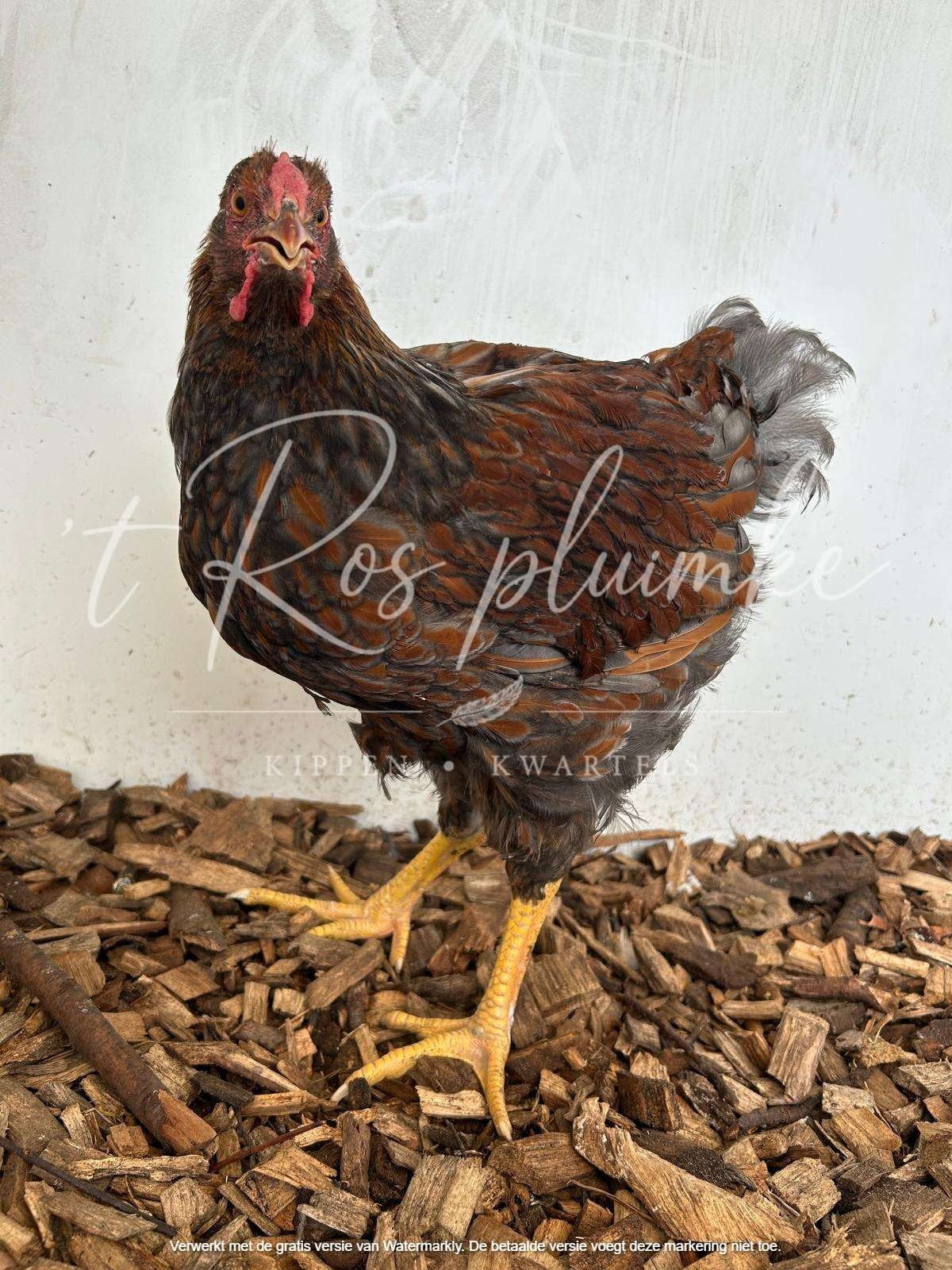 Wyandotte groothoen Hanen, Dieren en Toebehoren, Mannelijk, Kip