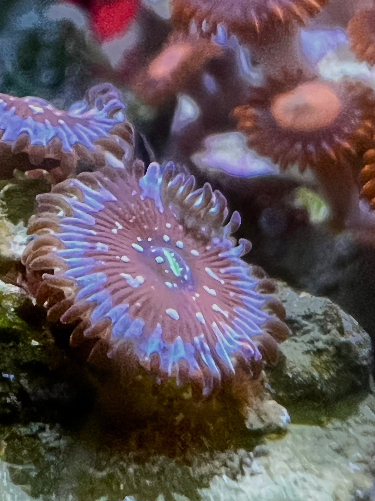 Zoanthus ‘Seduction’. Koraal