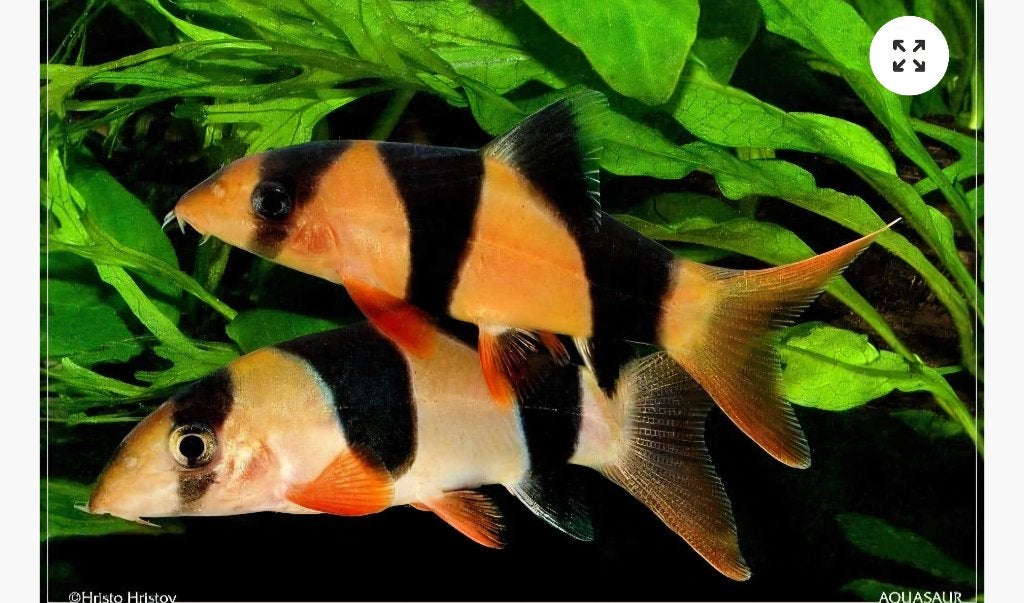 Te koop botia 's, Animaux & Accessoires, Poissons | Poissons d'aquarium