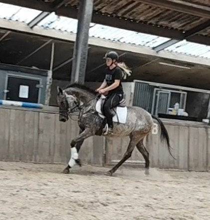 ZEER GAVE APPALOOSA E PONY! VLOTTE AFHANDEL TIJDGEBREK!!, Dieren en Toebehoren, B, Dressuurpony, 3 tot 6 jaar, Merrie