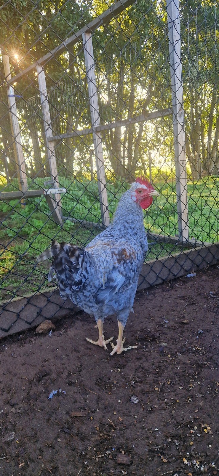 Cream Legbar haan, Dieren en Toebehoren