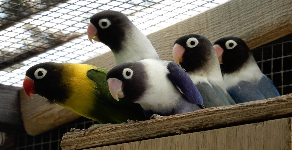 Dwergpapegaaitjes (Agapornis Personata), Dieren en Toebehoren, Geringd