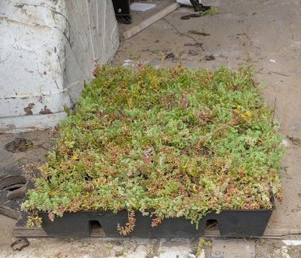 Groendak Sedum-Kruidentray 20 Cassette (5m2) Dakvergroeners, Ophalen, Vaste plant, Kruiden