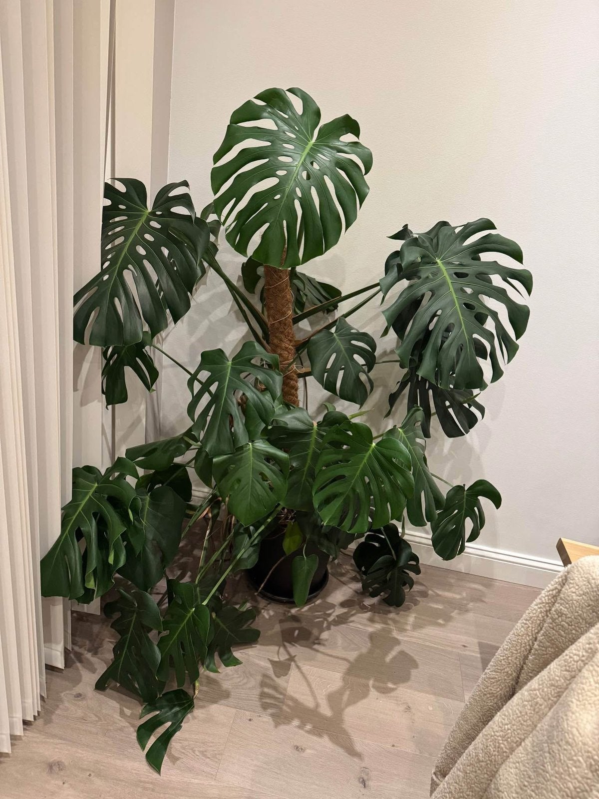 monstera plant, Huis en Inrichting, Ophalen