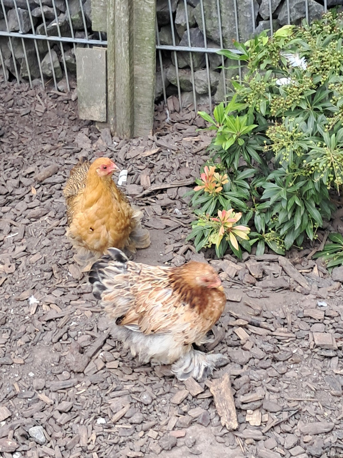 Cochinkriel hennen en 1 haanrje, Dieren en Toebehoren, Pluimvee