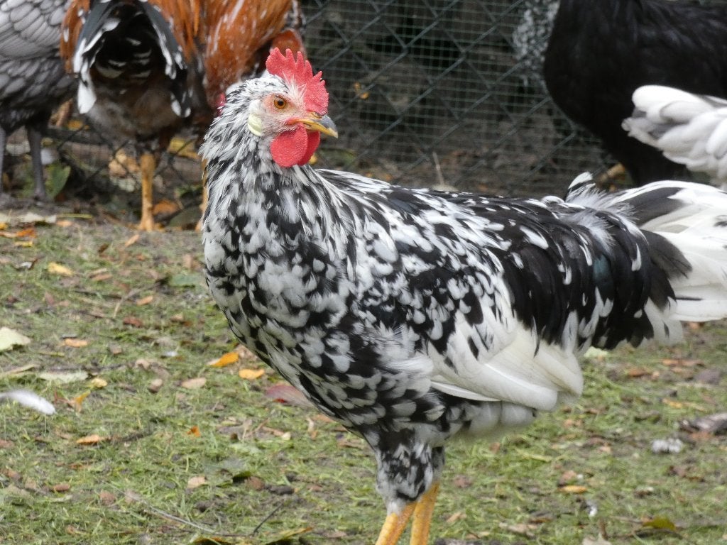 mooie jonge haan leghorn bont exchequer, Dieren en Toebehoren, Mannelijk, Kip