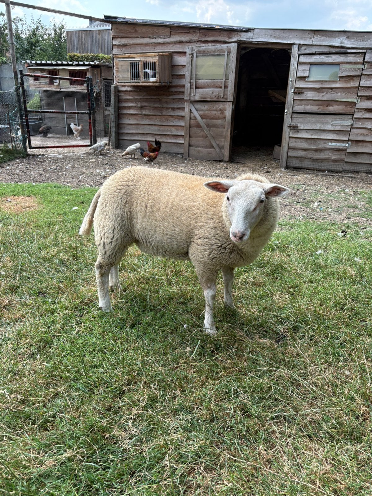 Ooi lam, Dieren en Toebehoren, Schapen, Geiten en Varkens, Vrouwelijk, Schaap, 0 tot 2 jaar