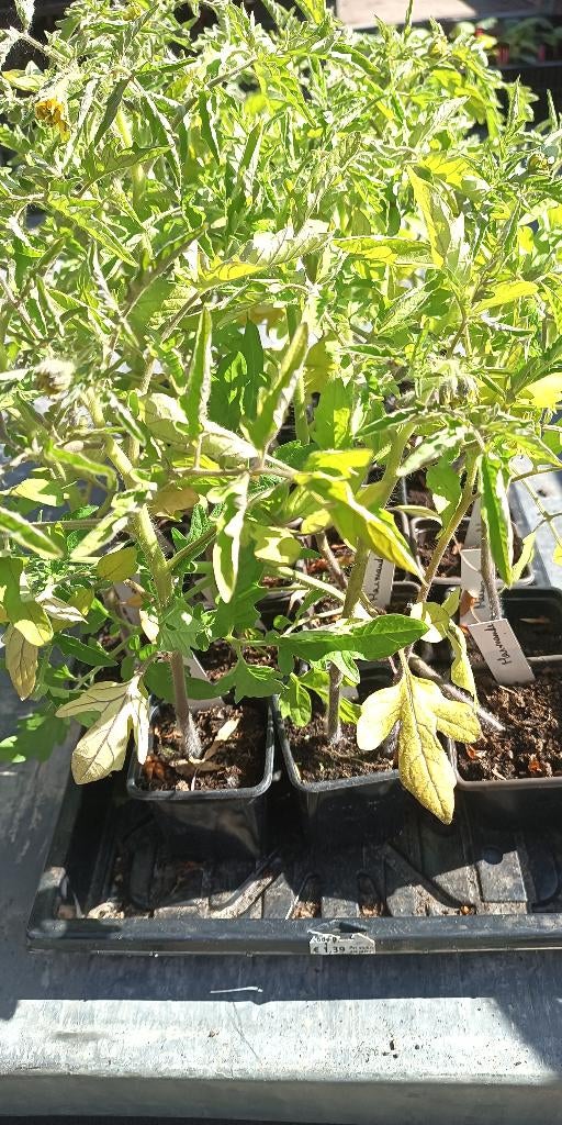 Plants de tomates Tomates de Marmande, Enlèvement