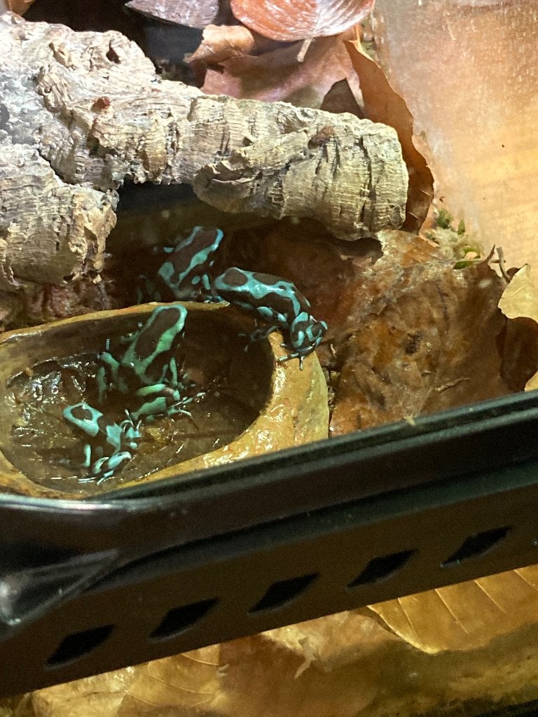 Gifkikkers dendrobates auratus blauw& bronze, Amphibien, 0 à 2 ans