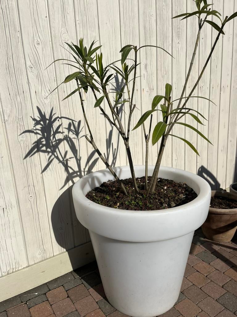 Design bloempot met licht en oleander, Tuin en Terras, Ophalen