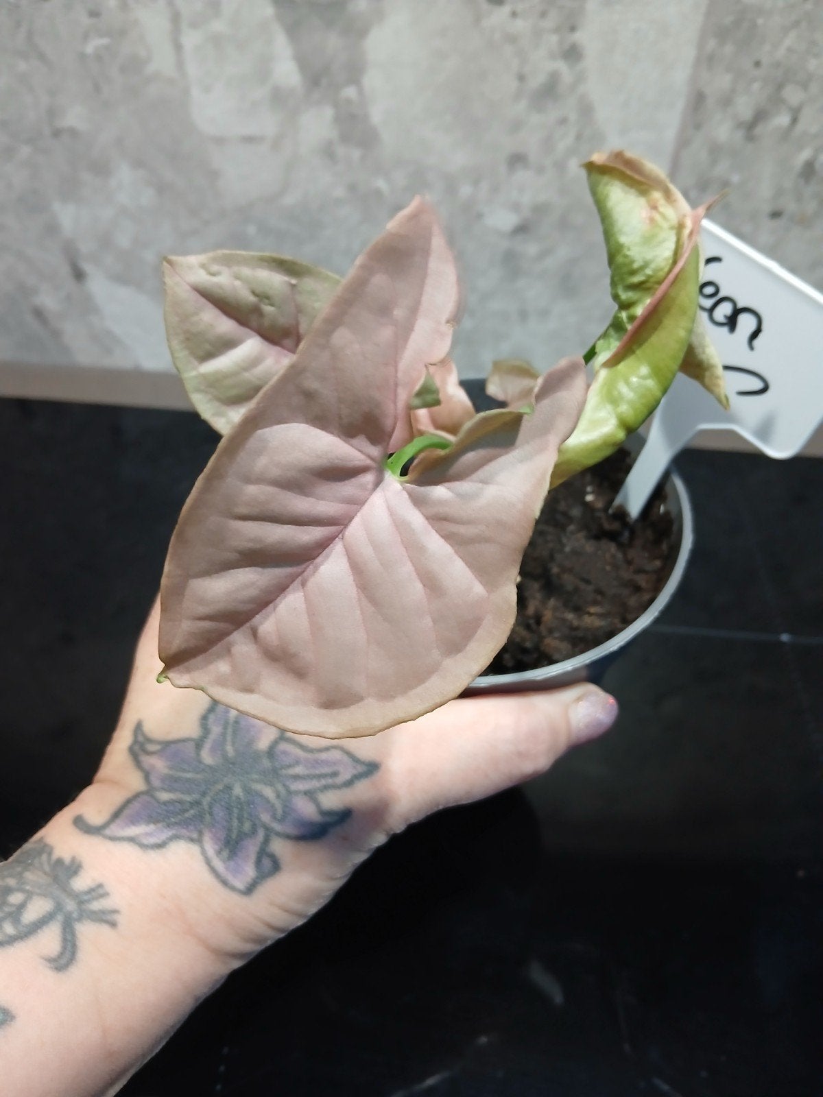 syngonium neon, Ophalen