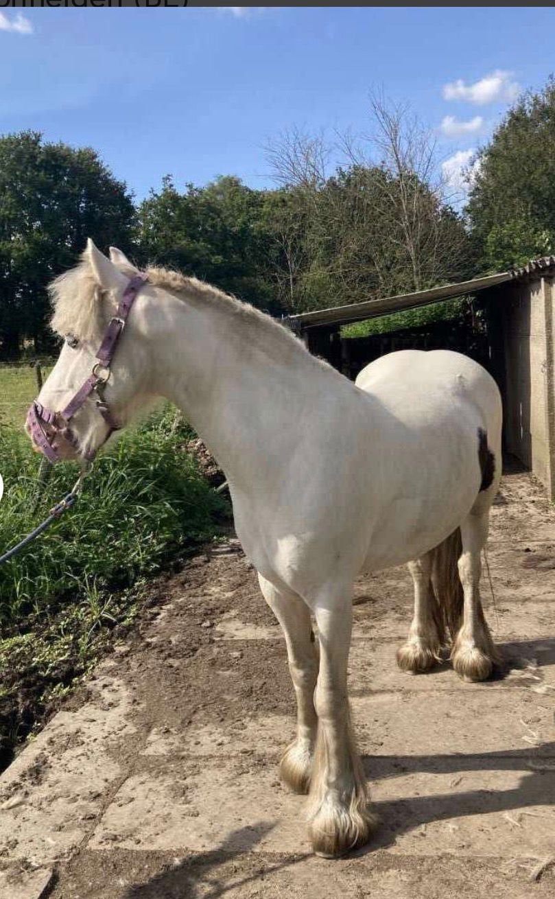 Paarden te koop, Dieren en Toebehoren, Minder dan 160 cm, Zadelmak, 3 tot 6 jaar, Recreatiepaard