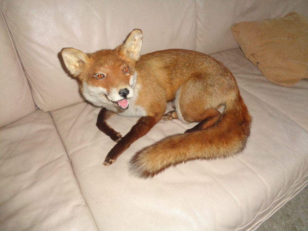 opgezette dieren, Ophalen of Verzenden