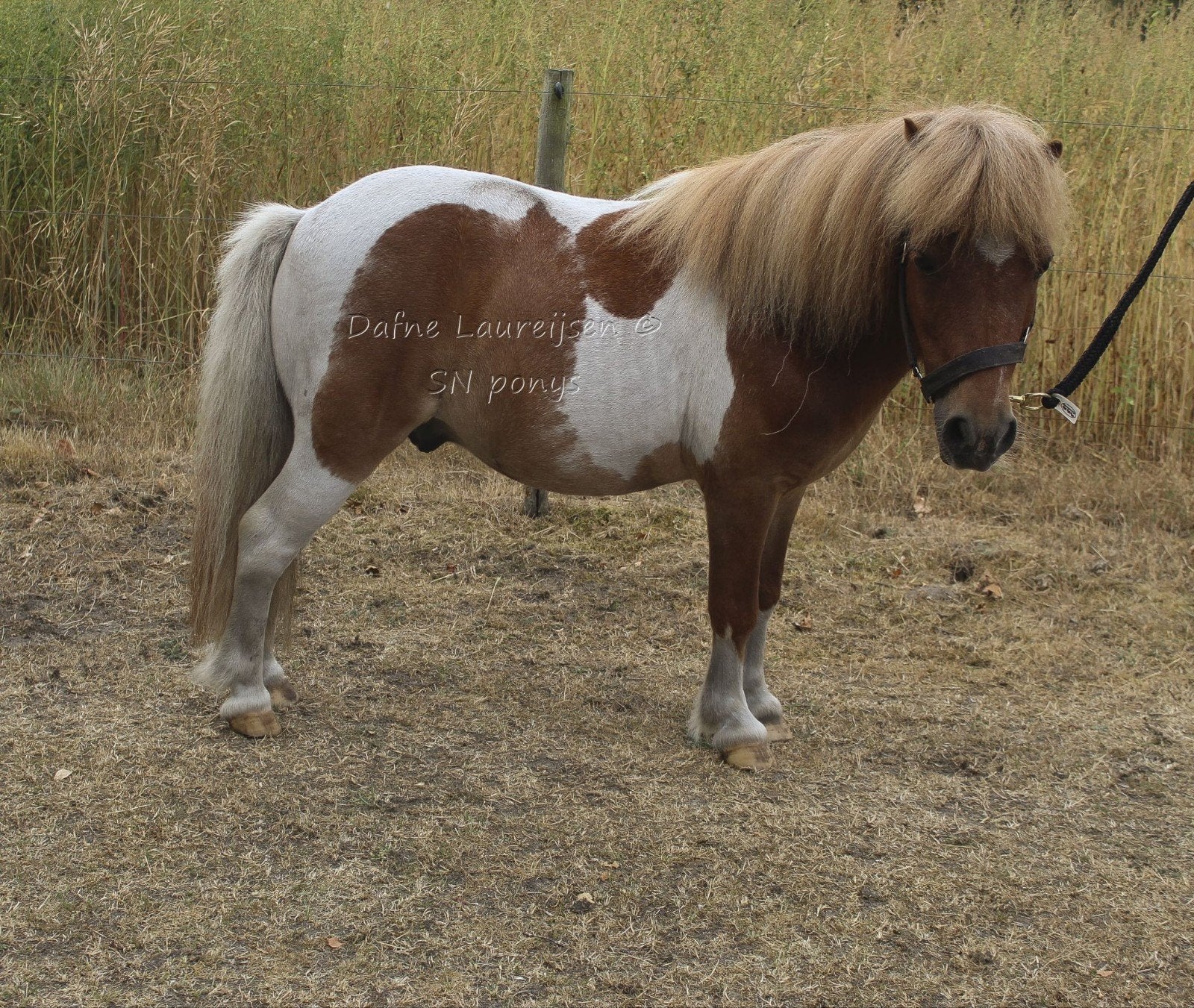 🩵🩵 super lieve Shetland ruin 🩵🩵