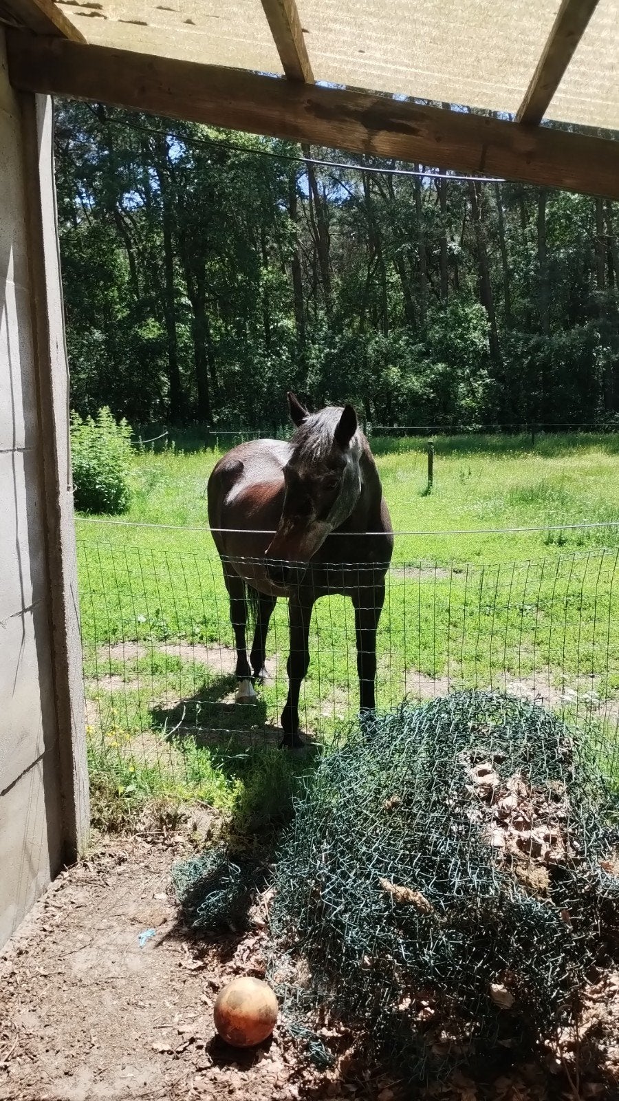 weide aangeboden, Dieren en Toebehoren