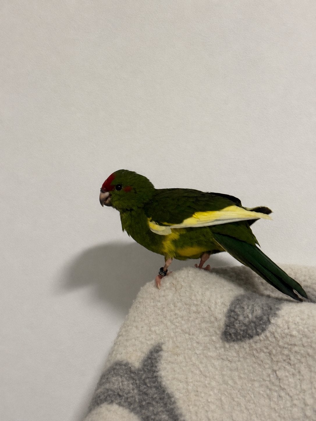 Kakariki, Enlèvement, Comme neuf