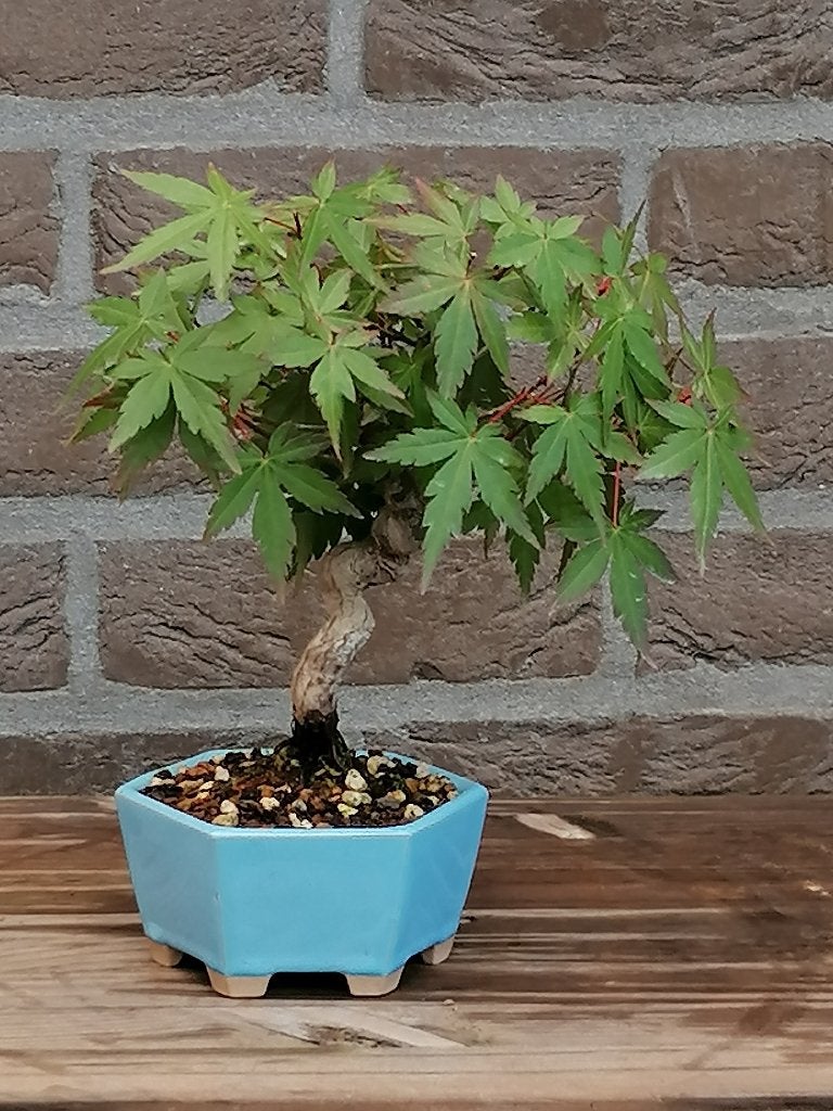 Bonsai shohin, Ophalen, Halfschaduw, Overige soorten, Minder dan 100 cm