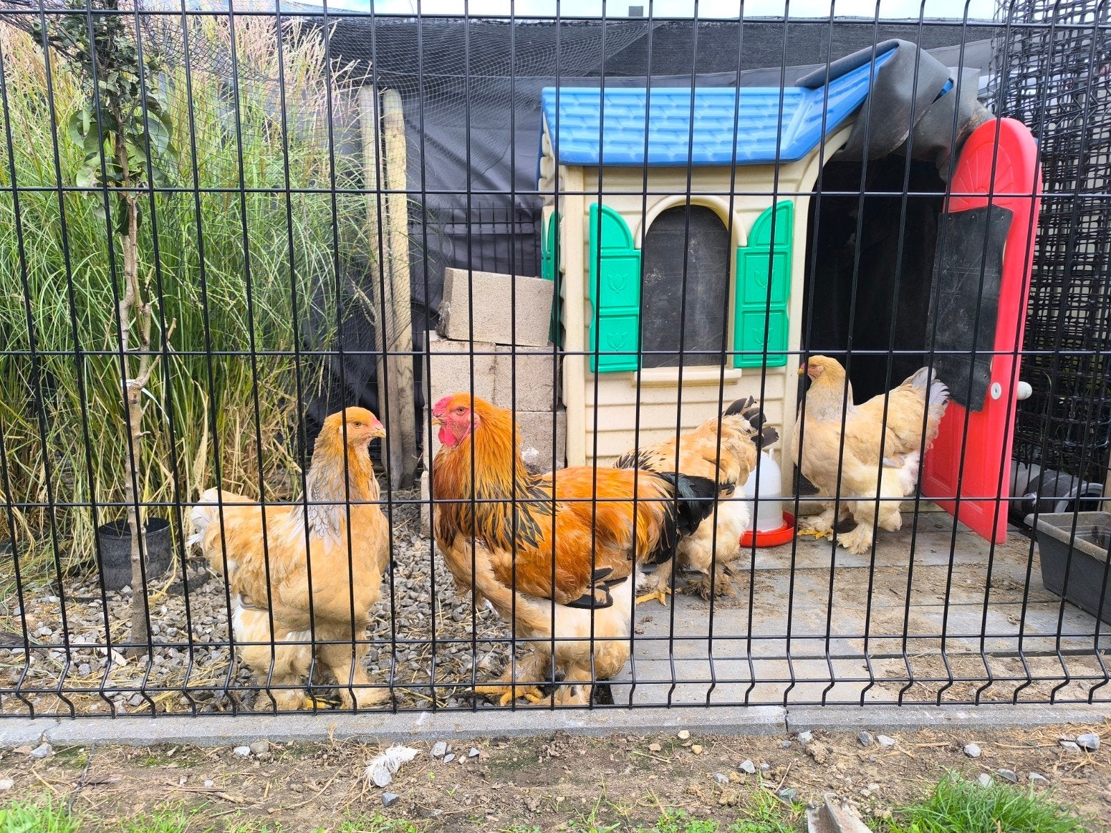 3 Hennen en 1 haan brahma Buff Columbia, Dieren en Toebehoren