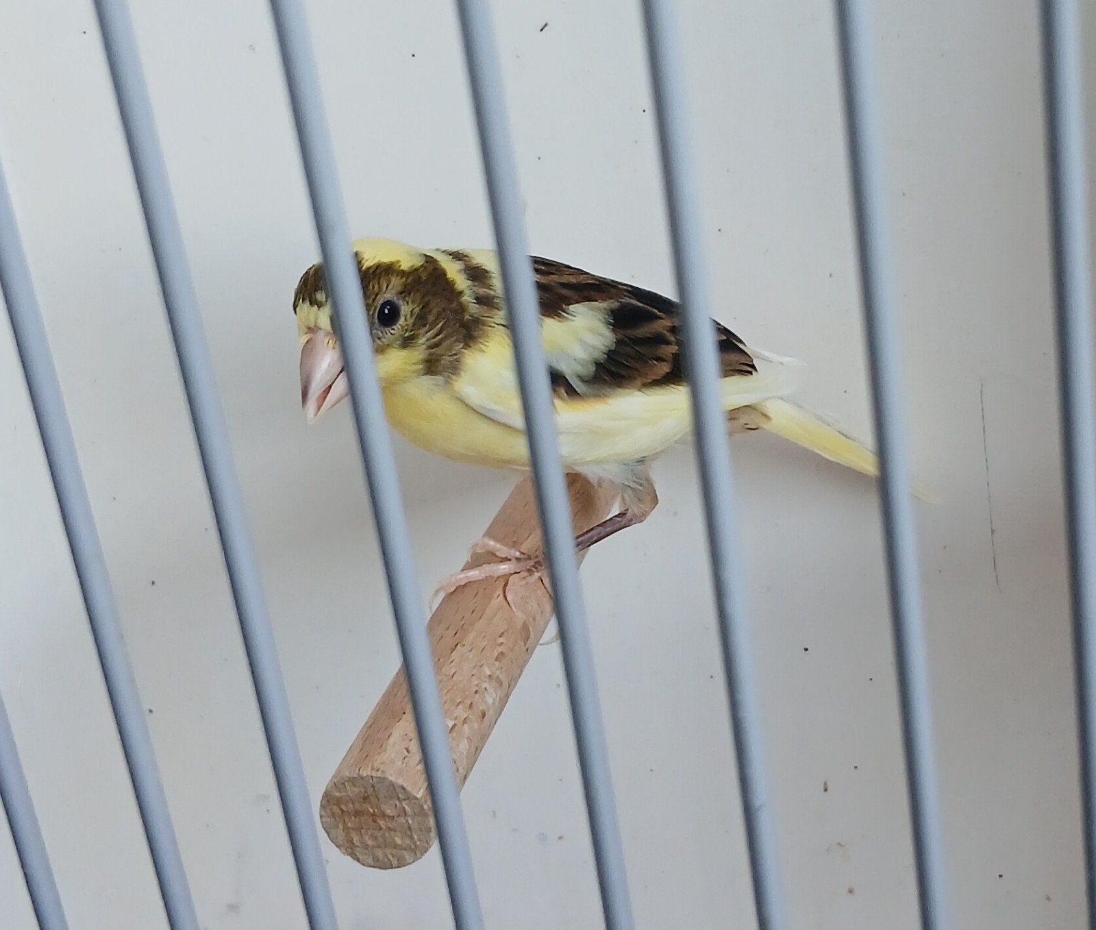 Spaanse dwergkanaries, Dieren en Toebehoren