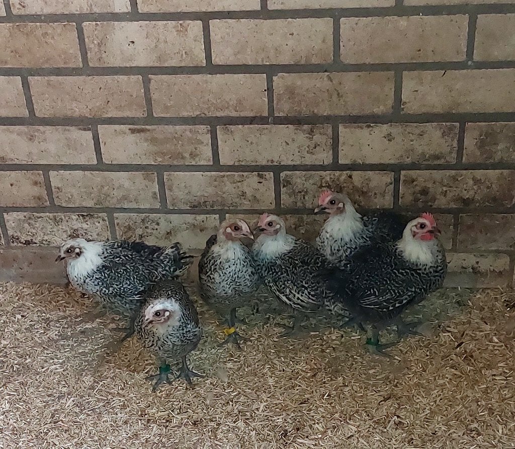 Poule de Bresse Zilverpel fokhaantjes, Dieren en Toebehoren, Mannelijk, Kip
