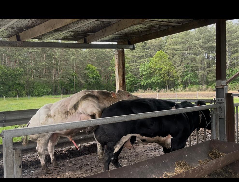 Dekstier, Dieren en Toebehoren