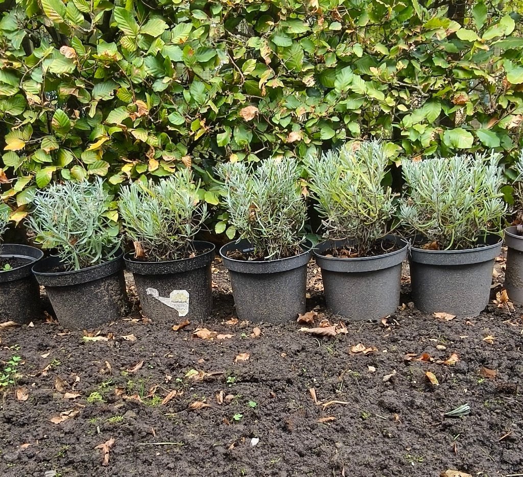 Lavendel, Ophalen, Zomer, Vaste plant, Overige soorten