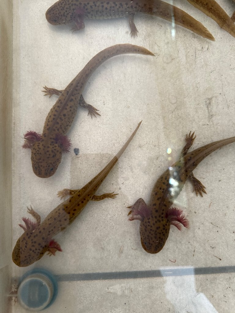 Spotted copper axolotls