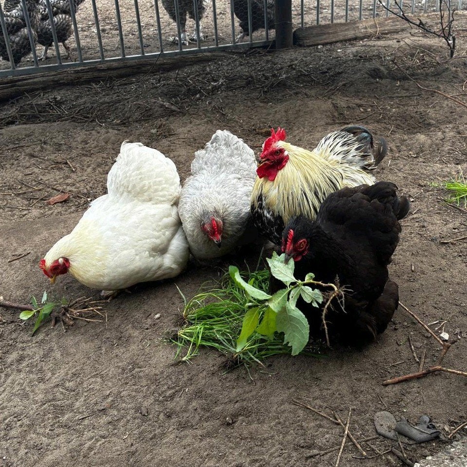 Cochin kriel hennen en haan, Plusieurs animaux, Poule ou poulet