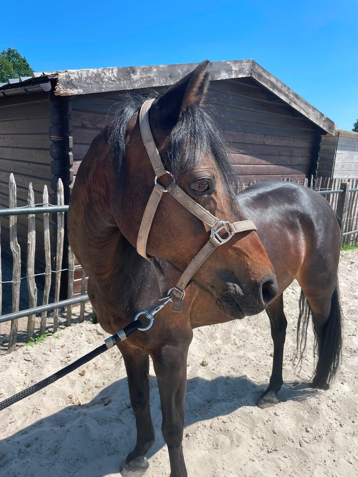 C pony te koop super lief LRV gelopen, Merrie, C pony (1.27m tot 1.37m), Recreatiepony