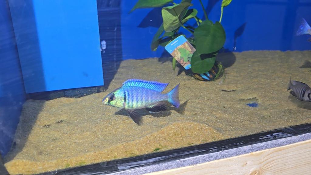 Malawi Placidochromis electra, Dieren en Toebehoren