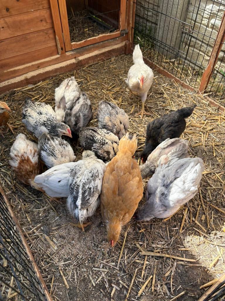 Hanen, Mâle, Poule ou poulet