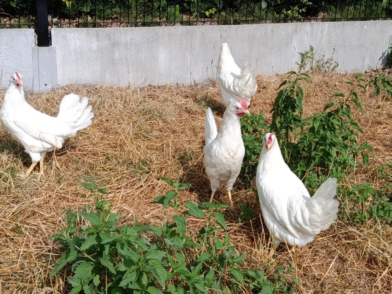 jonge leghennen leghorn, Dieren en Toebehoren, Kip