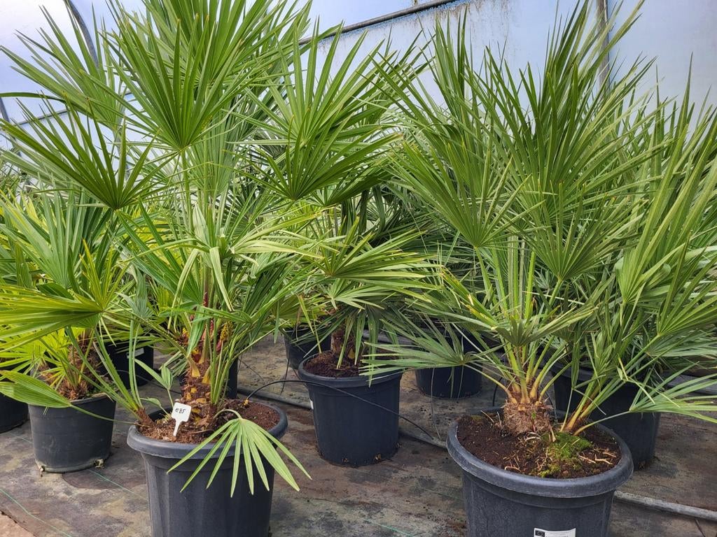 Chamaerops humilis, hoogt 60/70, Tuin en Terras, Ophalen