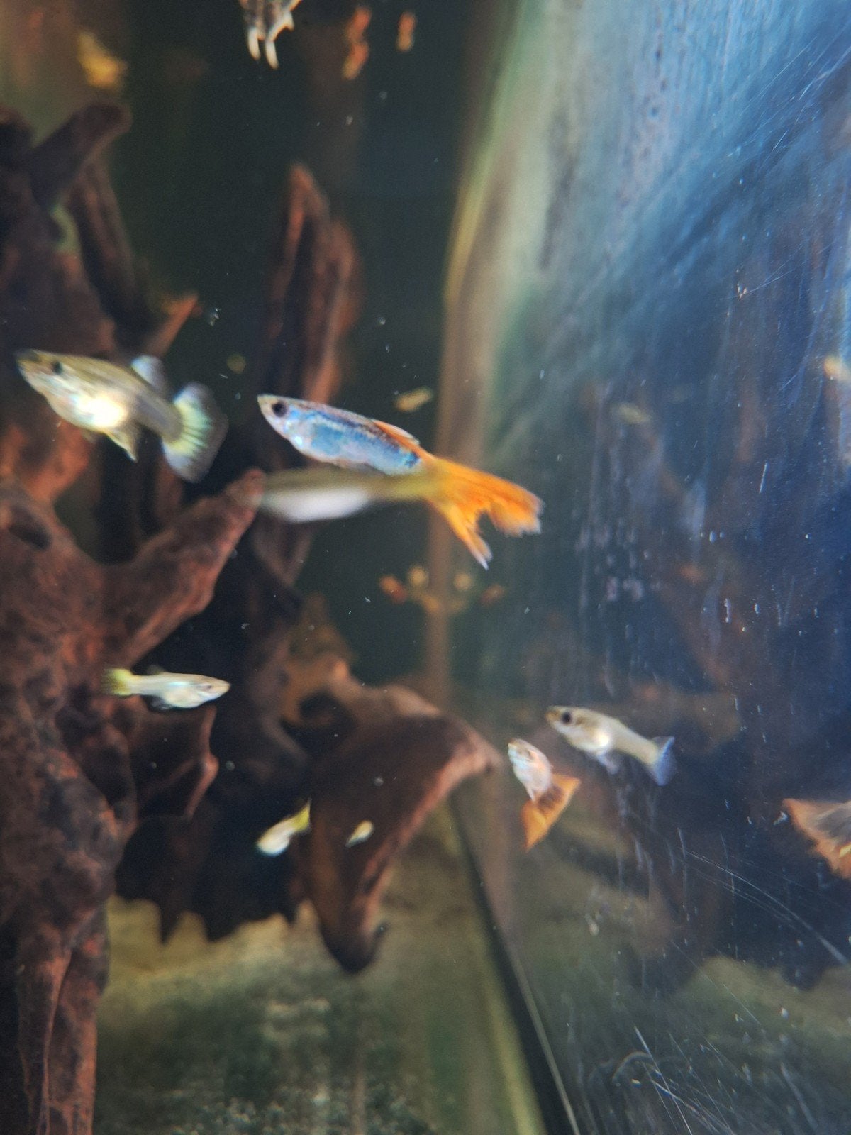 Guppys (adultes et jeunes) – 0,50 € / pièce, Poisson