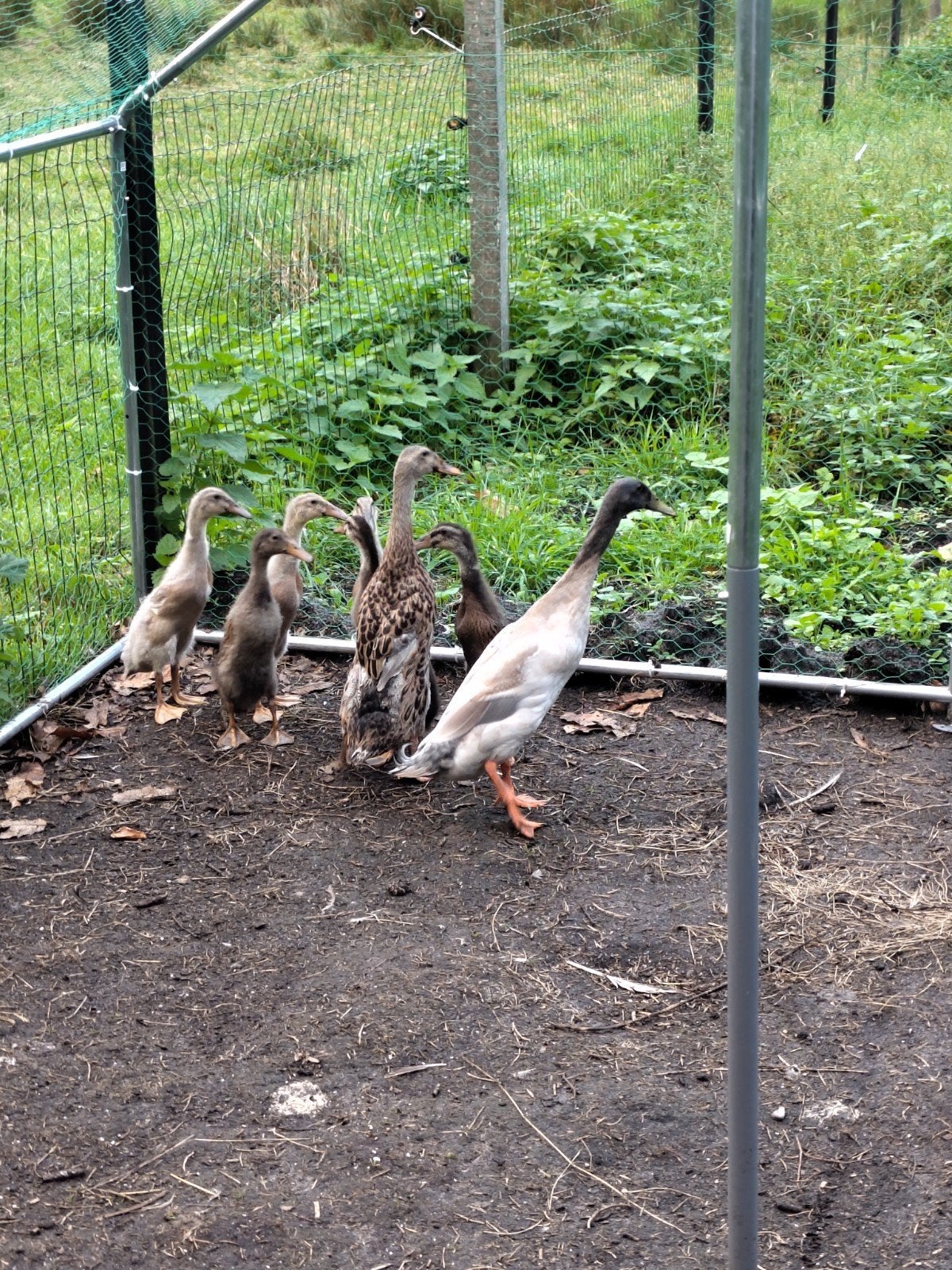 Loopeenden, Dieren en Toebehoren, Geslacht onbekend, Eend