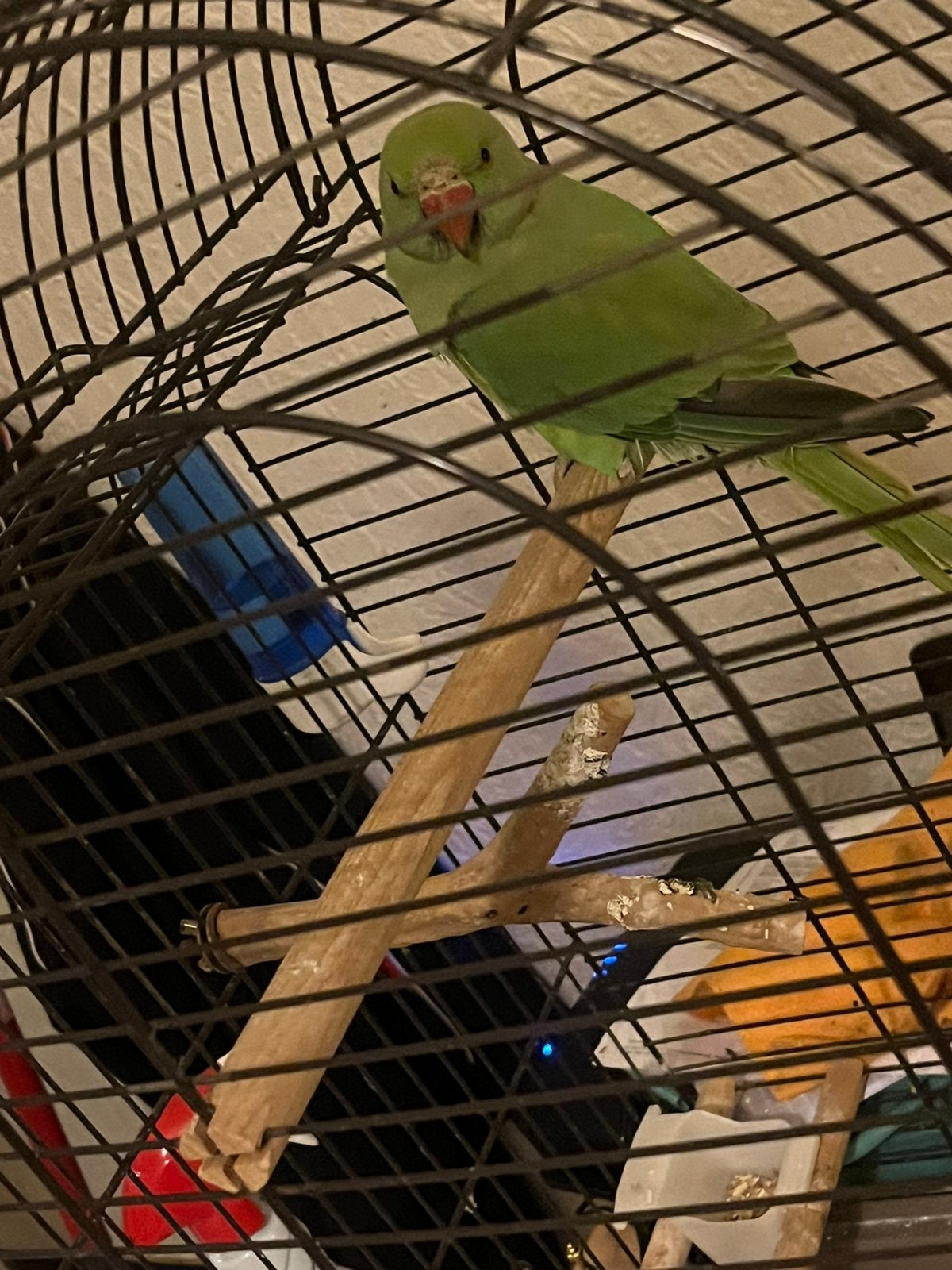 Halsbandparkiet 1 jaar met kooi en zak voer, Mannelijk, Papegaai, Geringd