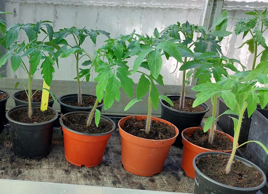 Tomatenplanten 'Noire de Crimée, Ophalen