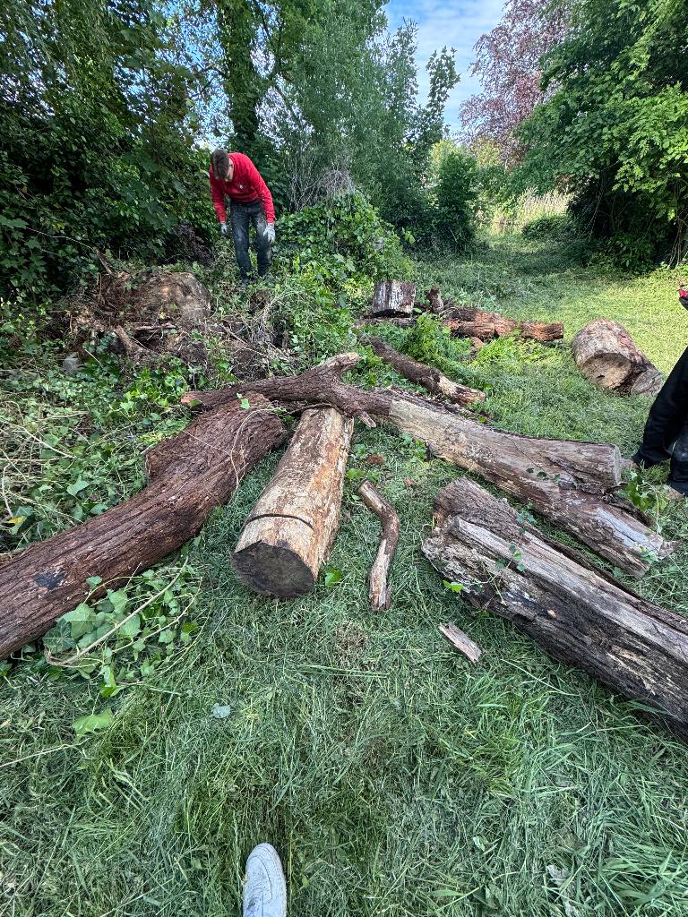 Hout/ boomstammen gratis op te halen, Ophalen, Zo goed als nieuw
