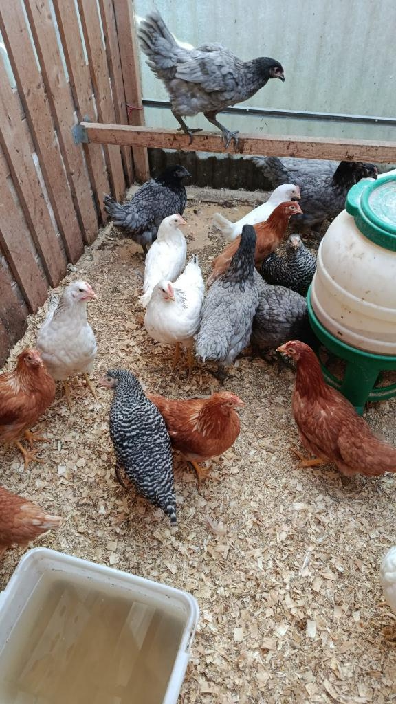 poules pondeses age 5 mois prix sans précédent 0499/082381, Femelle, Poule ou poulet